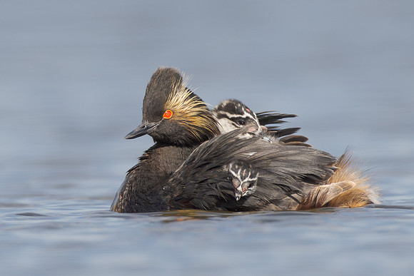 Eared Grebe, with chick
