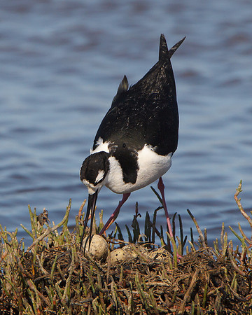 Black-necked Stilt, turning eggs