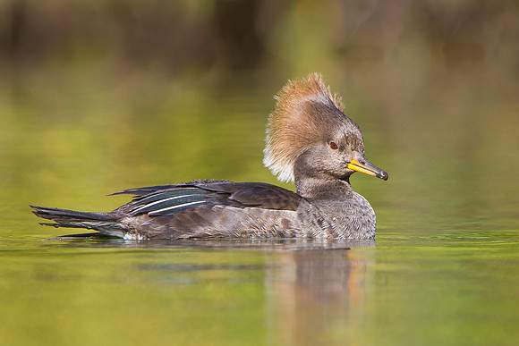 Hooded Merganser, female