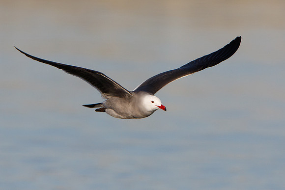 Heermann's Gull