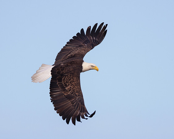 Bald Eagle