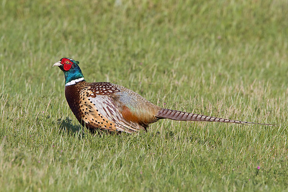 Ring-necked Pheasant