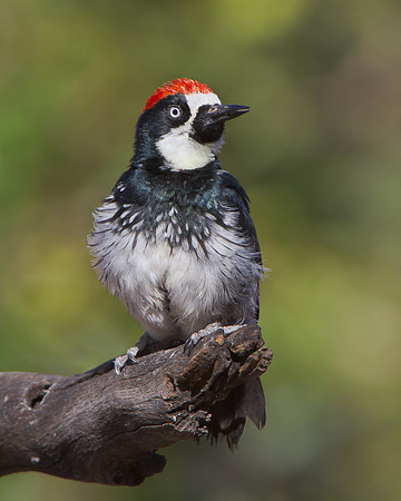 Acorn Woodpecker