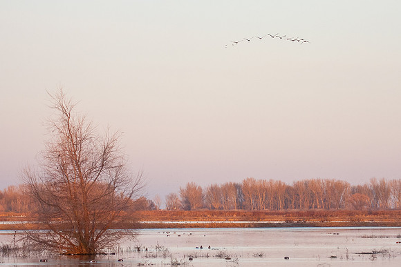 Sandhill Cranes