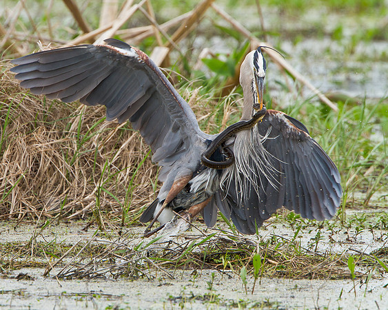 Great Blue Heron in battle with snake