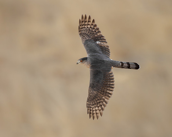 Cooper's Hawk