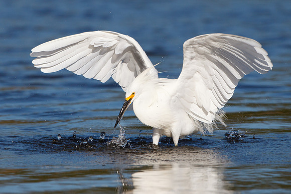 Snowy Egret
