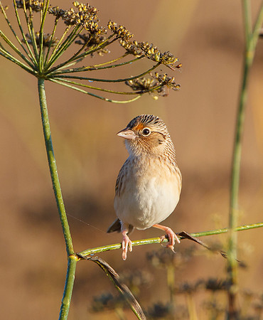 Grasshopper Sparrow