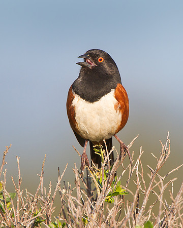 Spotted Towhee