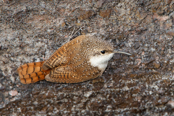 Canyon Wren
