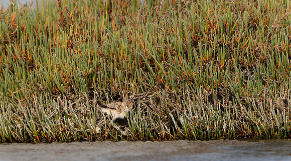 American Avocet, 3-day-old chick hiding in pickleweed