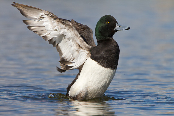 Greater Scaup, male