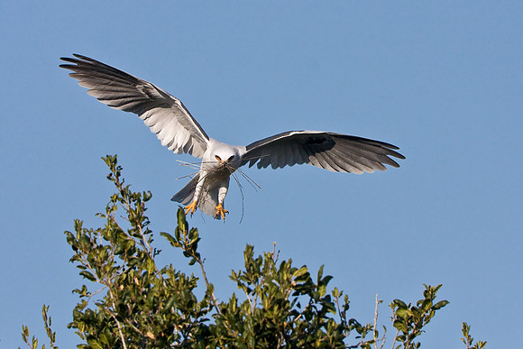 White-tailed Kite, with nesting material