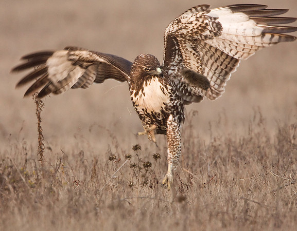 The hawk flings the vole into the air. Can you see it? (Hint: follow the bird's eyes.)
