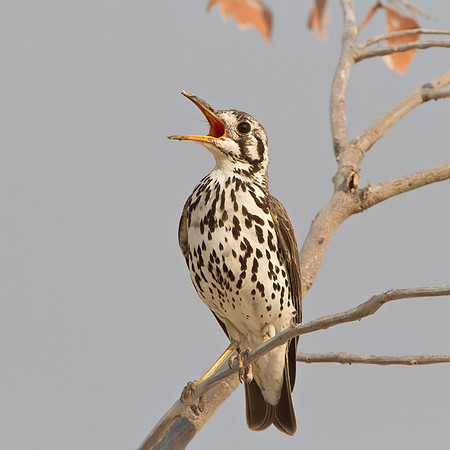 Groundscraper Thrush