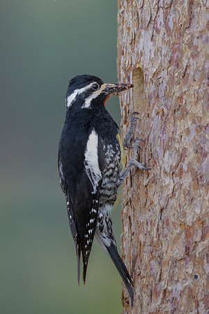 Williamson's Sapsucker