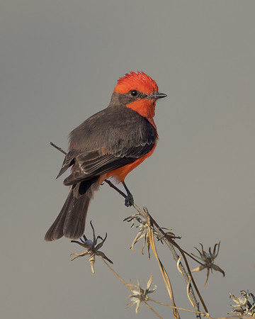Vermilion Flycatcher