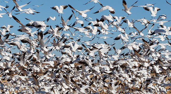 Snow Geese