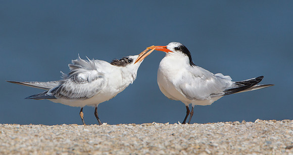 Elegant Terns, juvenile (left) begging for food