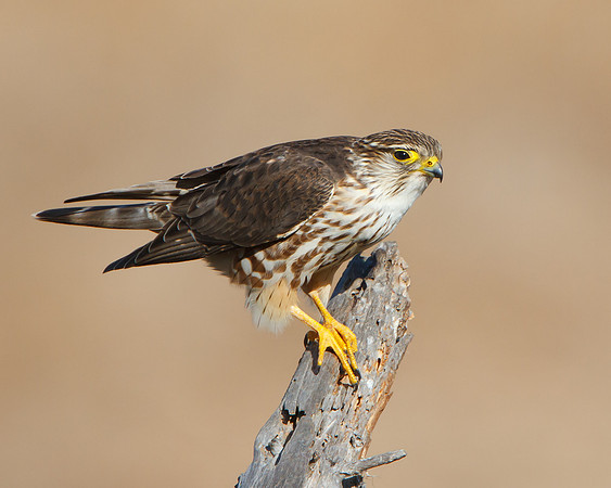 Female Merlin, Prairie race/subspecies