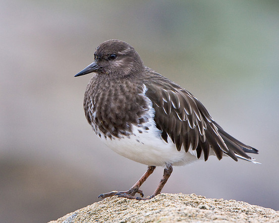 Black Turnstone