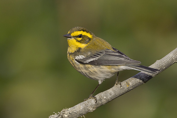 Townsend's Warbler
