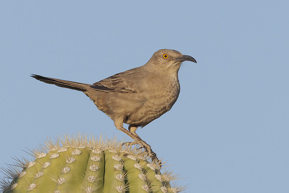 Curve-billed Thrasher