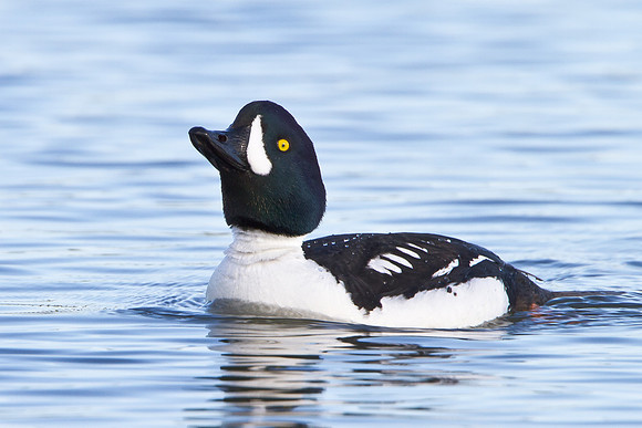 Barrow's Goldeneye, male
