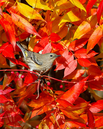 Yellow-rumped Warbler