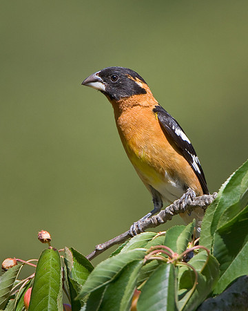 Black-headed Grosbeak