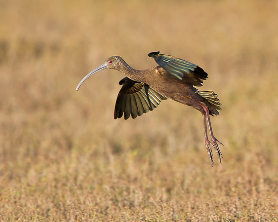 White-faced Ibis