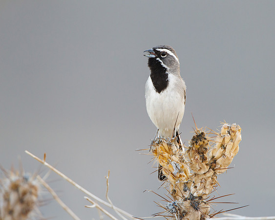 Black-throated Sparrow