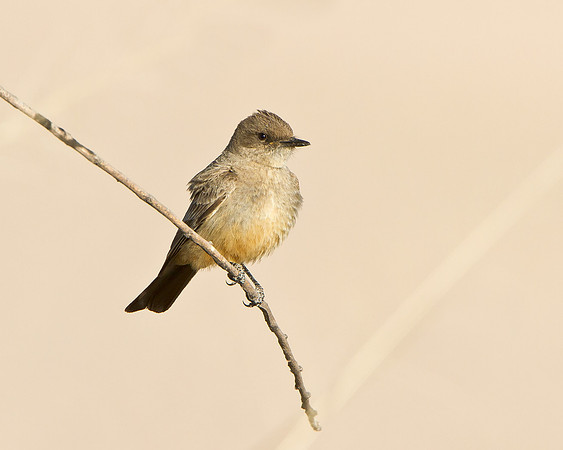 Say's Phoebe
