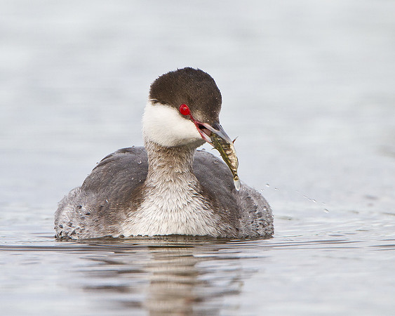 Horned Grebe
