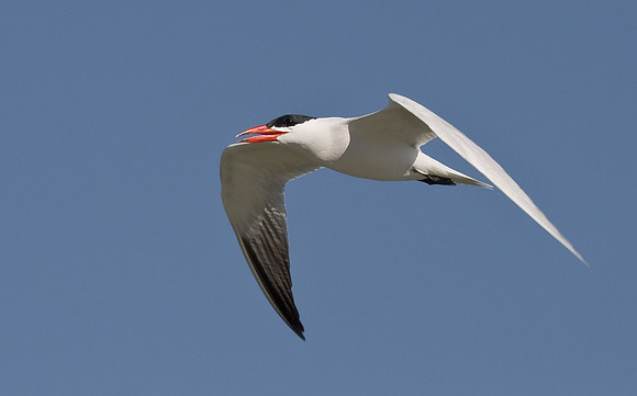 Caspian Tern