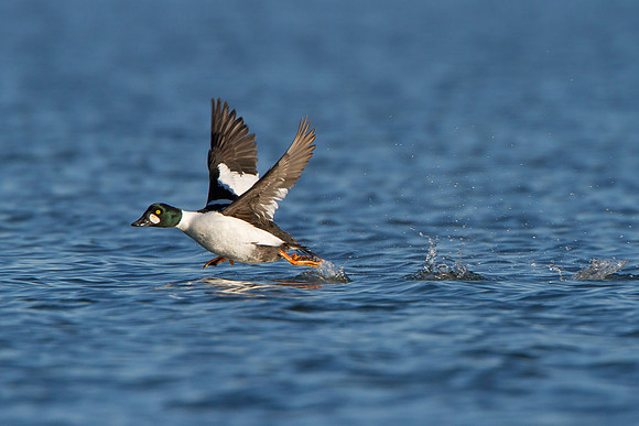 Common Goldeneye, taking off