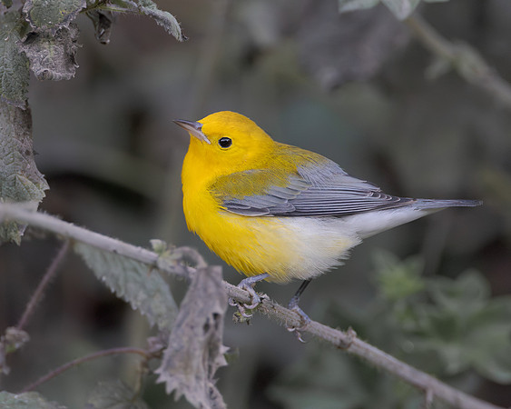 Prothonotary Warbler