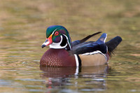 Wood Duck