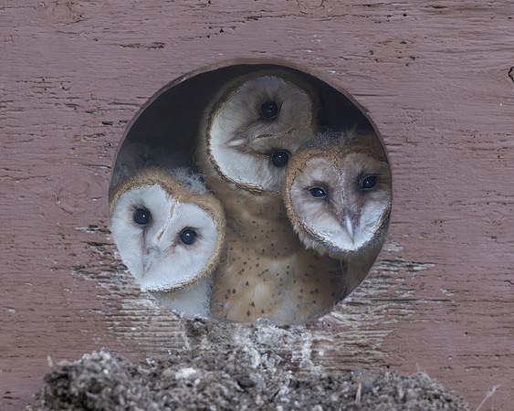Barn Owl nestlings