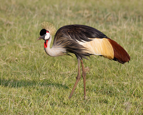 Grey Crowned Crane