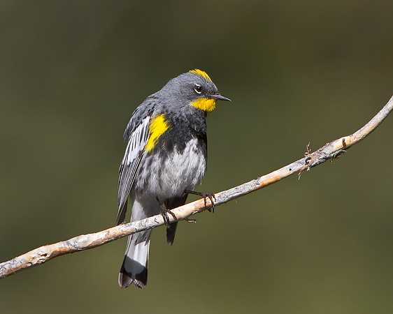 Yellow-rumped Warbler