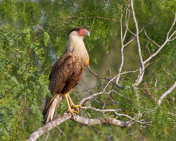 Crested Caracara