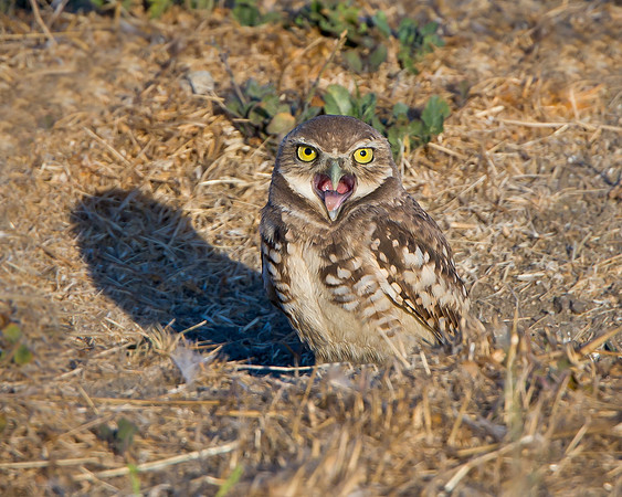 Burrowing Owl