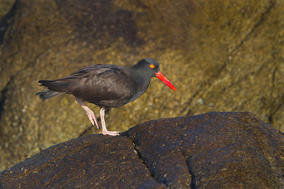 Black Oystercatcher
