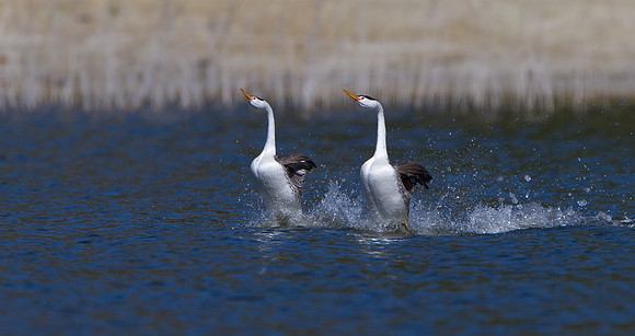 Clark's Grebe, courtship dislay