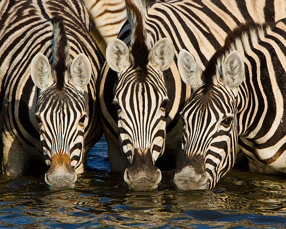 Burchell's Zebra