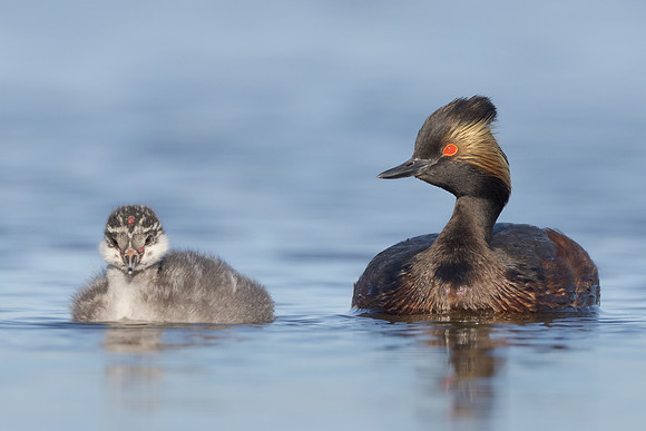 Eared Grebe, with chick