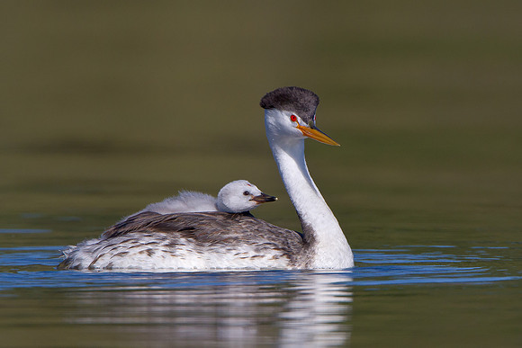 Clark's Grebe, with chick riding atop parent