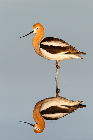 American Avocet