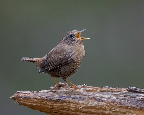 Pacific Wren